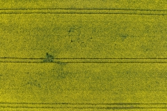 2024-04-28-lot-dronem-w-Grucznie-nad-polem-rzepaku-i-sesja-zdjeciowa-z-udzialem-naszego-nowego-auta_843