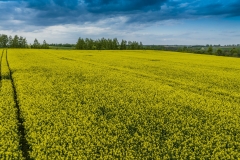 2024-04-28-lot-dronem-w-Grucznie-nad-polem-rzepaku-i-sesja-zdjeciowa-z-udzialem-naszego-nowego-auta_980