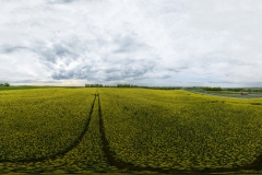 2024-04-28-lot-dronem-w-Grucznie-nad-polem-rzepaku-panorama_004