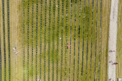 2024-06-30-lot-dronem-w-Lavendogrodzie-Krolewskim_668