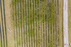 2024-06-30-lot-dronem-w-Lavendogrodzie-Krolewskim_673