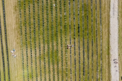 2024-06-30-lot-dronem-w-Lavendogrodzie-Krolewskim_692